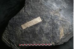 Foto (Detailansicht) von Sigillaria subrotunda Brongniart (NHMW-GEO-2024-0188-11235)